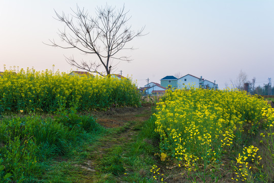 田埂油菜花