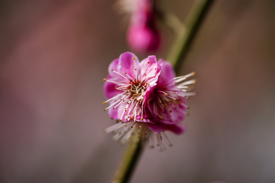 小桃花