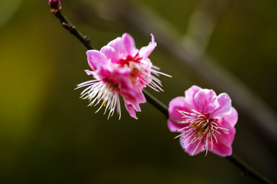 小桃花