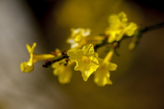 迎春花