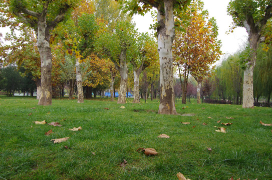 城市里的树林和落叶