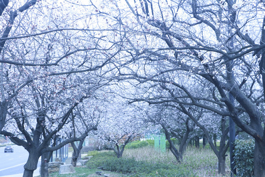 樱花
