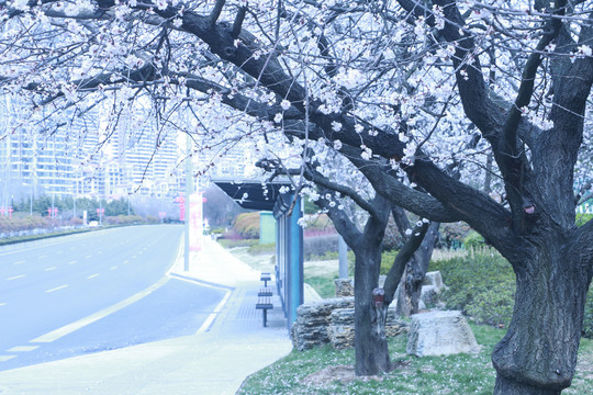 樱花景观
