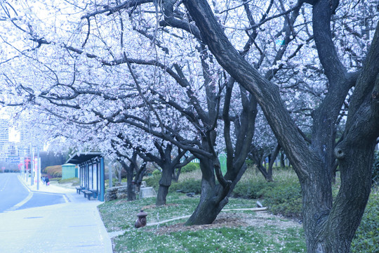 樱花景观