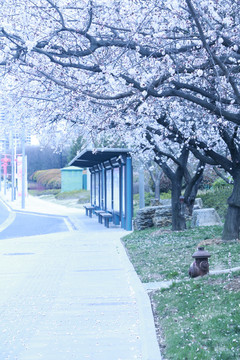 樱花景观