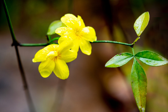 迎春花