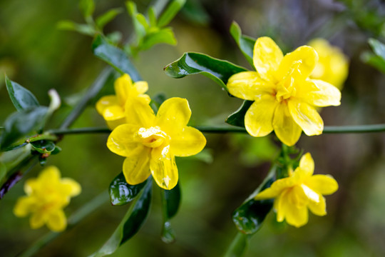 迎春花