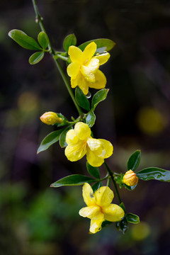 迎春花