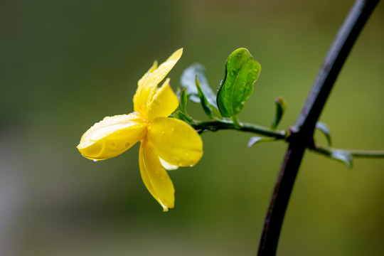 迎春花