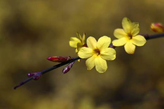 迎春花特写