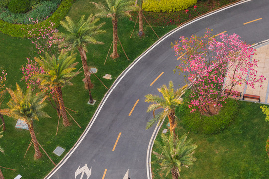 蜿蜒的道路与樱花
