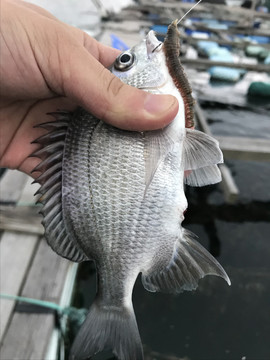 海鱼