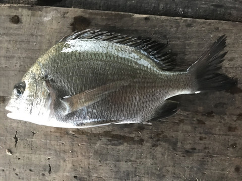 海鱼