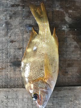 海鱼