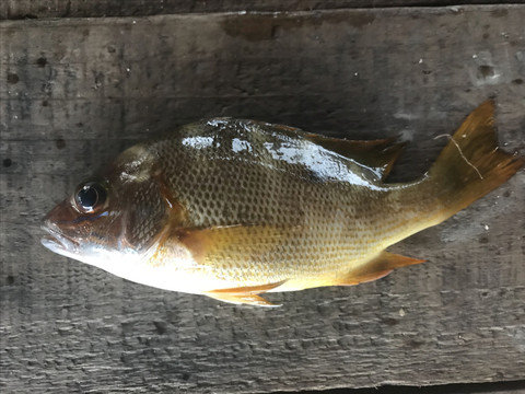 海鱼