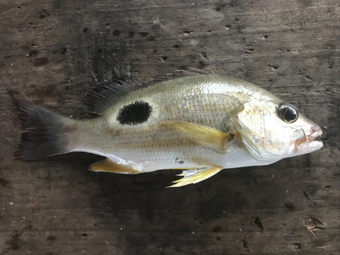 海鱼