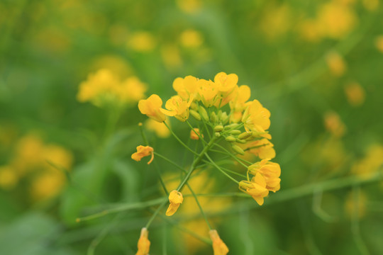 油菜花