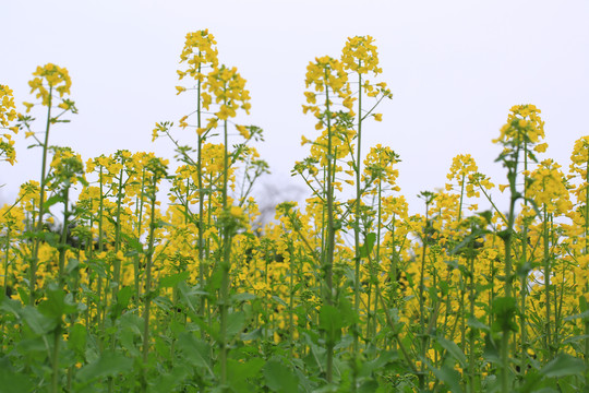 油菜花