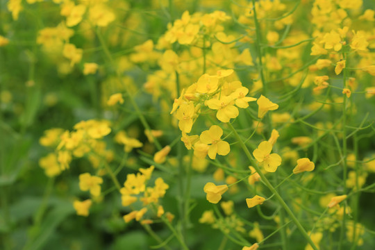 油菜花