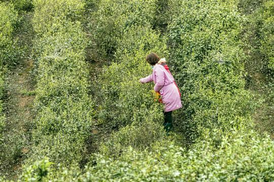 采茶的茶农