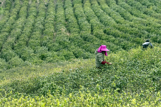 采茶女工