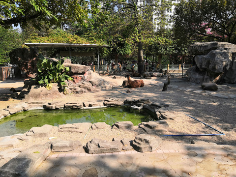 动物园的骆驼