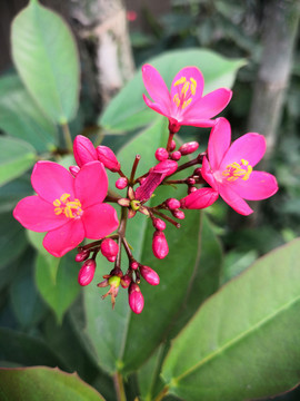 花朵细节