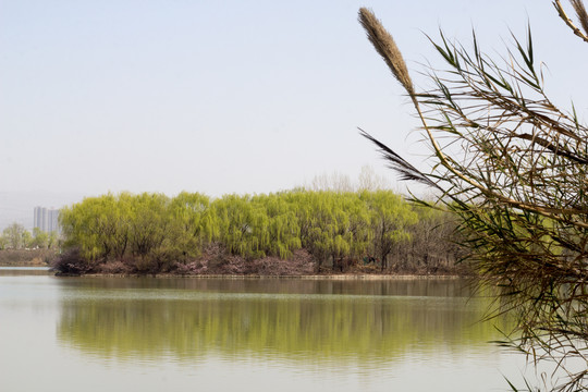 灞桥生态湿地春景