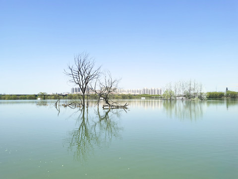 灞河春景