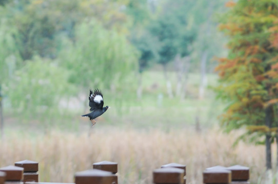 湿地公园里的飞鸟