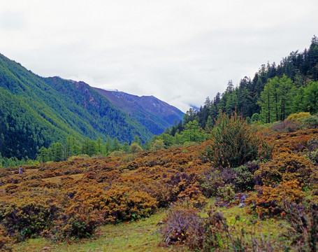 高山草甸