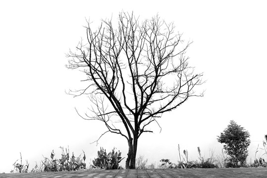 黑白树枝剪影背景素材