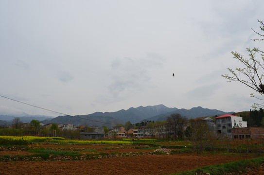 油菜花开