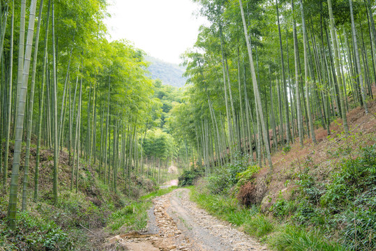 竹林深处