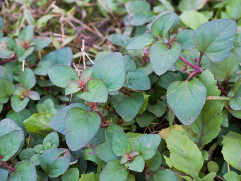 报春花科植物过路黄