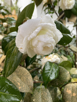 雨中的茶花