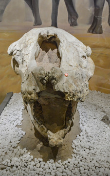 准噶尔巨犀头骨
