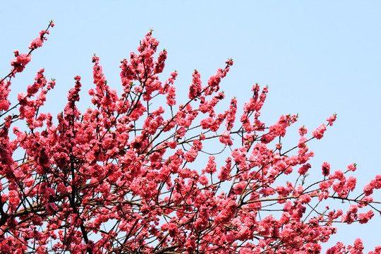 桃花枝