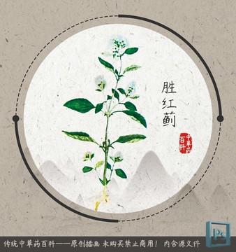 中草药百科插图胜红蓟