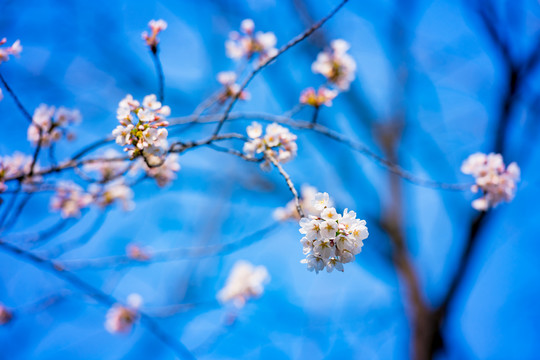 樱花