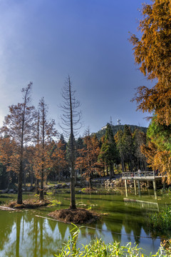 金华北山徐公湖水杉树