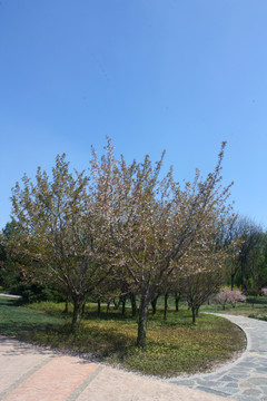 公园桃树