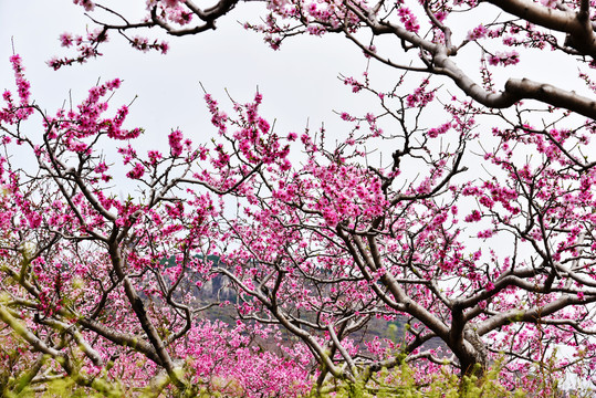 山村桃花