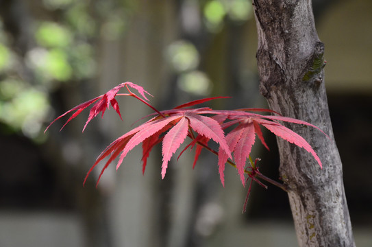 红色鸡爪槭叶子