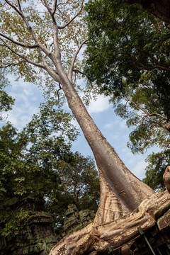 柬埔寨塔布茏寺和蛇树