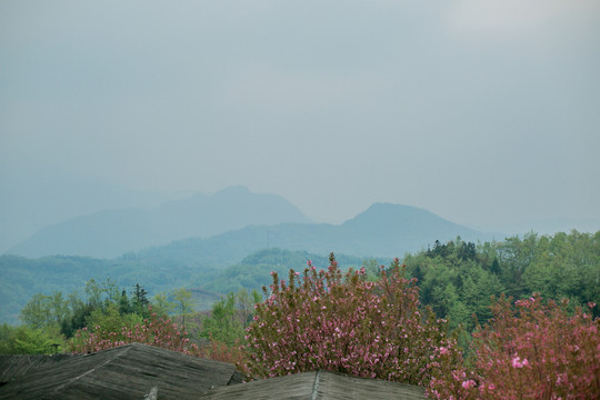 山上的桃花