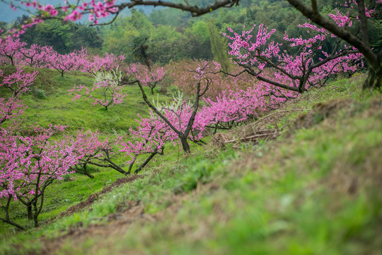 山上的桃花