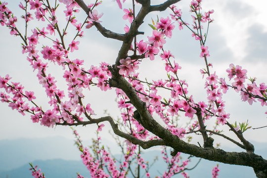 山上的桃花