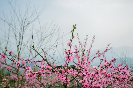 山上的桃花