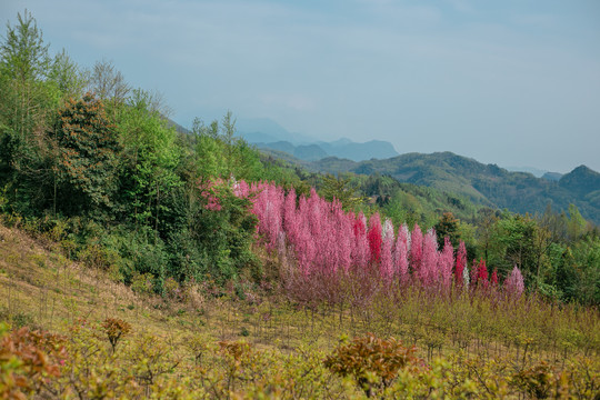 山上的桃花